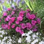 RedCrocus Everlast Peach' Pinks, Sweet William Dianthus- Vibrant Fragrant Blooms, Pollinator Attractant, Container & Border Plant, Pet Safe, Easy Care, Hardy Zones 3-8 1 Gallon