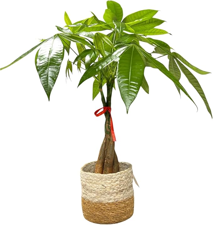 Money Tree Live Plant | 14-22 Inches Tall Bonsai | Easy to Grow Indoor Houseplant | Home, Office, or Room Decor | Birthday, Housewarming Gift (Brown Jute)