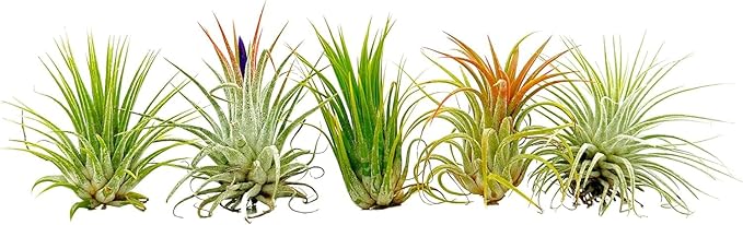 ragnaroc Air Plants - Tillandsia Ionantha Pack, Regular 1-3" - 12ct - Live Arrival Guaranteed - House Plants for Home Decor & Gift