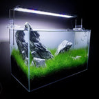 SubstrateSource Live Plant - Hairgrass Eleocharis Pusilla Tissue Culture Aquatic Live Aquarium Plant - 100% Snail Free in Vitro Cup (Hairgrass)