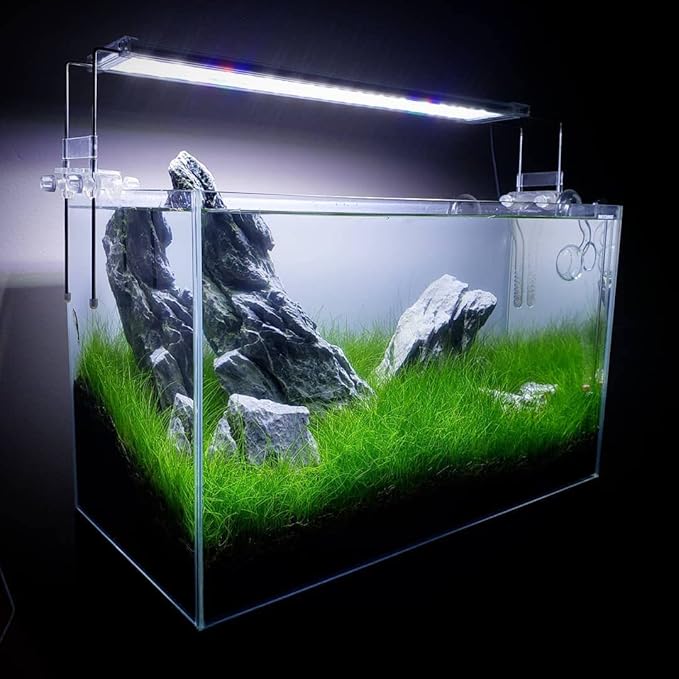 SubstrateSource Live Plant - Hairgrass Eleocharis Pusilla Tissue Culture Aquatic Live Aquarium Plant - 100% Snail Free in Vitro Cup (Hairgrass)