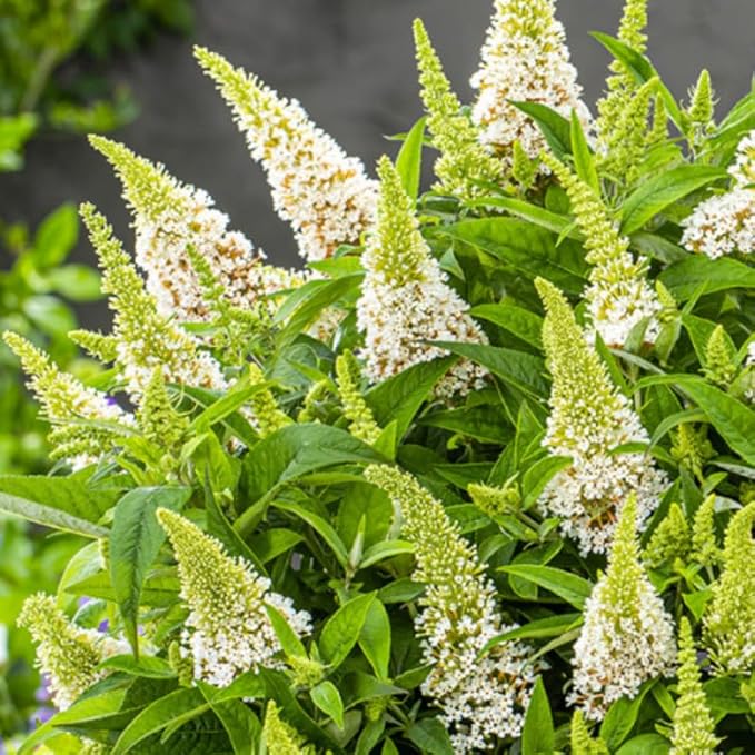 White Butterfly Bush Live Shrub Plant Shrub, Buddleia Bush Well Rooted, 5 to 10 Inc Tall