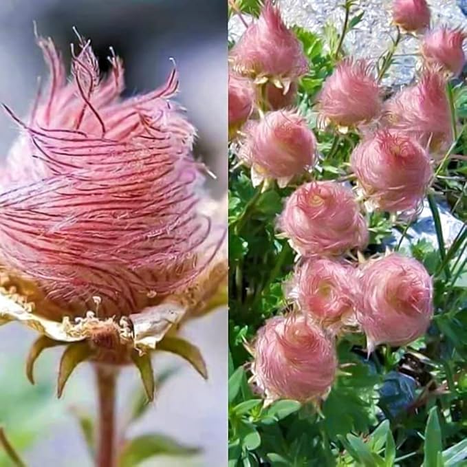 Prairie Smoke Seeds - 10 Seeds to Grow - Made in USA, Ships from Iowa. Rare and Hard to Find Geum triflorum Seeds