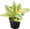 Sprout N Green Sansevieria 'Golden Hahnii' with Black Metal Pot, Live Snake Plant Fully Rooted in 4" Planter with Soil, Home Office Indoor Outdoor Wedding Decoration DIY Projects Party Favor