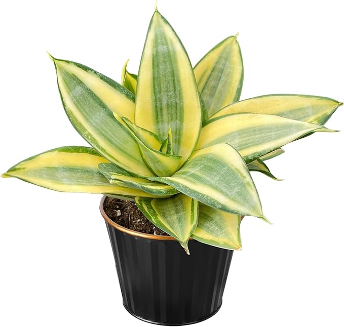Sprout N Green Sansevieria 'Golden Hahnii' with Black Metal Pot, Live Snake Plant Fully Rooted in 4" Planter with Soil, Home Office Indoor Outdoor Wedding Decoration DIY Projects Party Favor