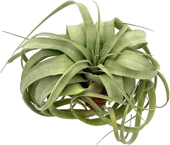 ragnaroc Air Plants - Tillandsia Xerographica, Large 5-7” - 10ct - Live Arrival Gauranteed - House Plants for Home Decor & Gift
