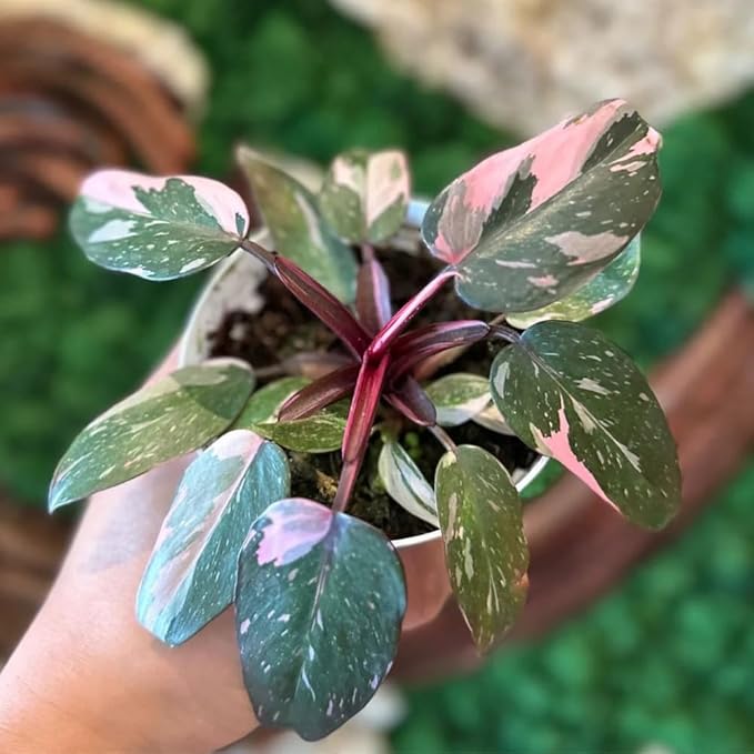 Variegated Philodendron Live Plant, Rare Indoor Houseplant Live Well Rooted 5-7 Inches, Container Growing, Home Office Decor (Pink Philodendron)