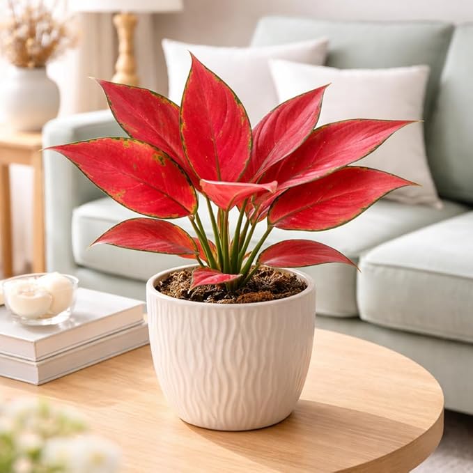 Chinese Evergreen 'Ruby Garuda' (4 inch) - Lucky Houseplants - 4/6 inch Unique Live Decorative Houseplants - Easy to Care Indoor Plants, Perfect for Office, Home & Feng Shui Decor