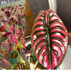 2 Rare Red Alocasia Plants Live Houseplant for Indoor Outdoor Growing, 4 to 8 Inches Tall, Rare and Hardy
