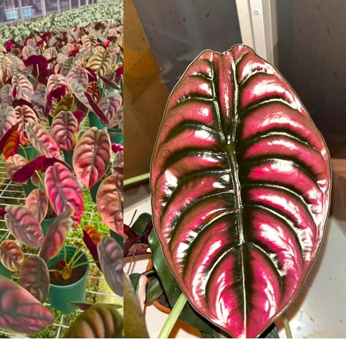 2 Rare Red Alocasia Plants Live Houseplant for Indoor Outdoor Growing, 4 to 8 Inches Tall, Rare and Hardy