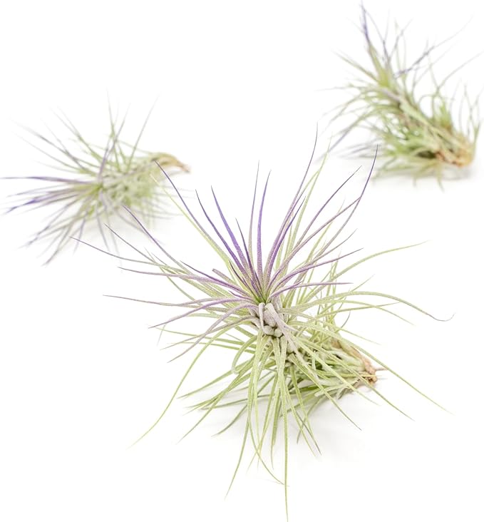 Purple Colorful Tillandsia Air Plants - Long Lasting Color Enhanced Live Tillandsia Succulent House Plants - Home and Garden Decor - Easy Care Indoor and Outdoor (Funckiana, Pack of 3)
