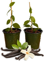 GROW24 Live Vanilla Orchid Plant Starter (Vanilla planifolia), Tissue Culture Source and Free pathogen, 2 Pack of 5 pots (2)