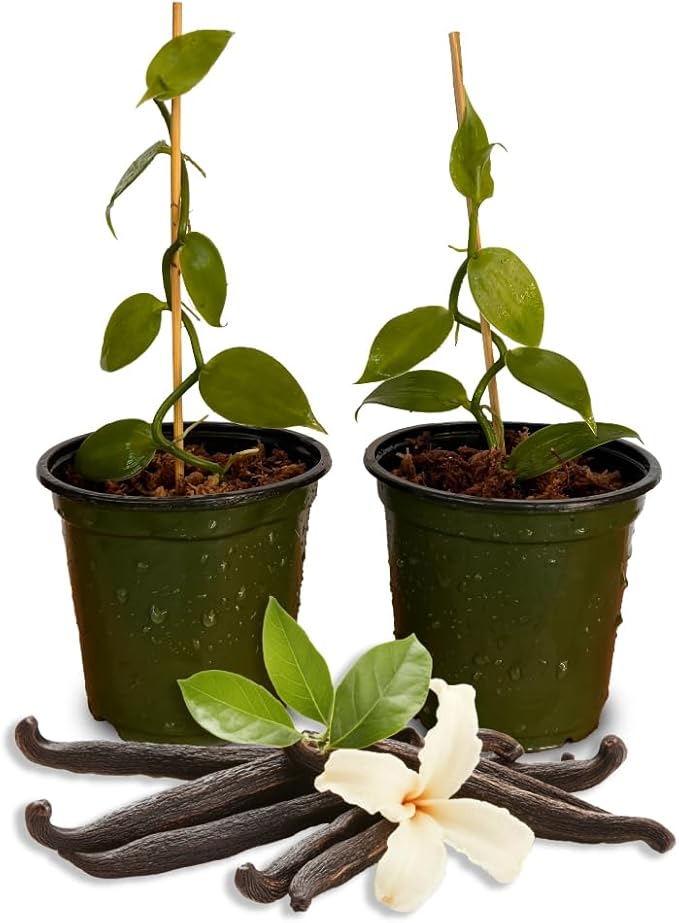 GROW24 Live Vanilla Orchid Plant Starter (Vanilla planifolia), Tissue Culture Source and Free pathogen, 2 Pack of 5 pots (2)