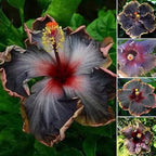 30+ Perennial Black Hibiscus Flower Seed to Plant Outdoor-Tropical Exotic Plant Garden Seeds Non-GMO Heirloom