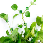 GXXMEI 120PCS Plant Climbing Wall Fixture Invisible Clips & Holder for Pothos