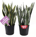 American Plant Exchange Snake Plant Bundle – Large 10-Inch Pots Sansevieria Laurentii & Zeylanica, 2-3ft Tall, Low-Maintenance, Air-Purifying Live Houseplants for Home, Office, or Outdoor Patio Décor