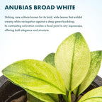 SubstrateSource Anubias Barteri White Broadleaf Rare Live Aquarium Plants - Freshwater Fish Tank Decorations