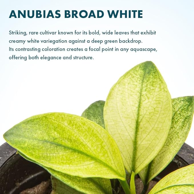 SubstrateSource Anubias Barteri White Broadleaf Rare Live Aquarium Plants - Freshwater Fish Tank Decorations (3 Pots)