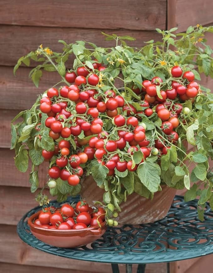 40+ Seeds Indoor Dwarf Tomato Year-Round - Vegetable Red