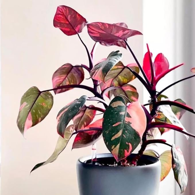 Philodendron Plant Live, Rare Variegated Philodendron Houseplant for Planting, Home Office Decor 4 to 8 Inches (Pink Variegated)