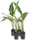 Travelers Palm - 4 Live Plants in 4 Inch Growers Pots - Ravenala Madagascariensis - Rare Ornamental Palms of Florida