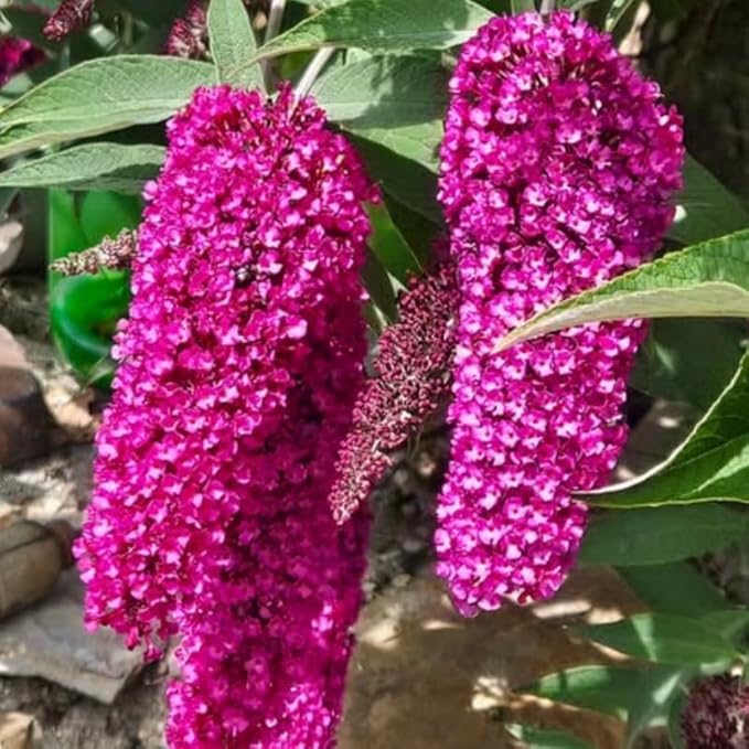 Raspberry Butterfly Bush Live Shrub Plant Shrub, Buddleia Bush Well Rooted, 5 to 10 Inc Tall