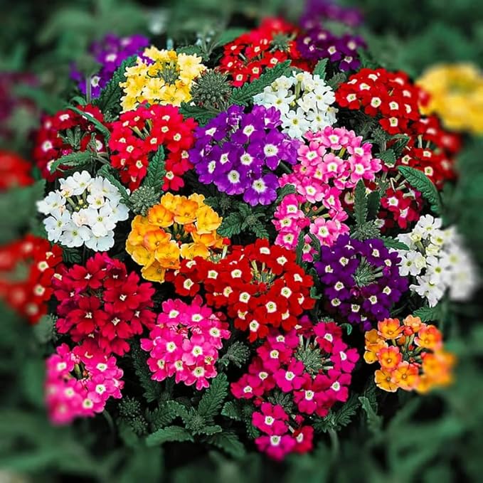 3 Mixed Verbena Plants Live, Hardy Perennial Flower, 4-8 Inches Tall, Outdoor Garden Plant