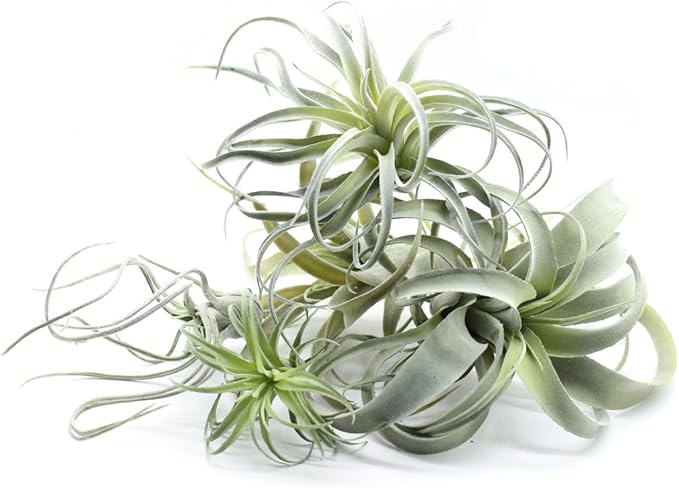 5PCS Artificial Flocking Tillandsia Air Plants Faux Succulents Bromeliads for Indoor/Outdoor Garden and Home Decor, Terrarium Decorations, Arrangements, Office and Displays(Assorted)