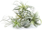 5PCS Artificial Flocking Tillandsia Air Plants Faux Succulents Bromeliads for Indoor/Outdoor Garden and Home Decor, Terrarium Decorations, Arrangements, Office and Displays(Assorted)
