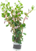 SubstrateSource Live Plant - Rotala Mexicana - Moderate Care, High Light, Bright Green Accent, Freshwater Aquatic Plant for Aquascaping - Lead Bunch