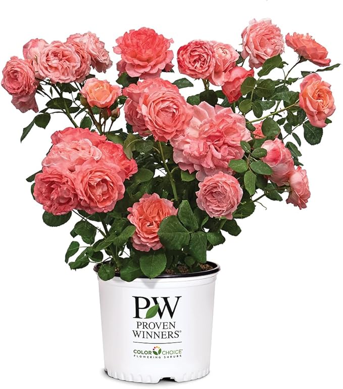 Proven Winners 2 Gal. Reminiscent Coral Rose Shrub