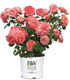 Proven Winners 2 Gal. Reminiscent Coral Rose Shrub