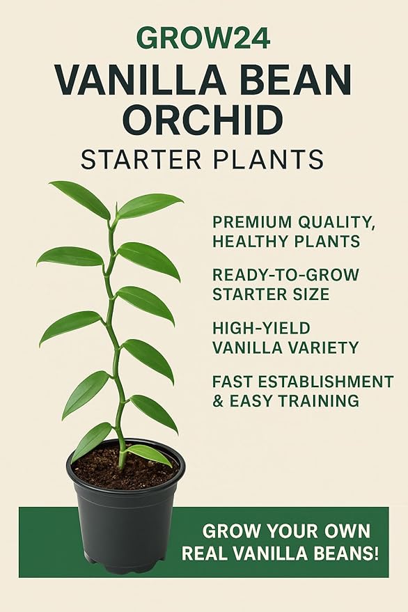 GROW24 Live Vanilla Orchid Plant Starter (Vanilla planifolia), Tissue Culture Source and Free pathogen, 2 Pack of 5 pots (2)