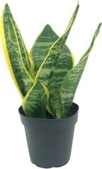Live Snake Plant & Pothos Plant Bundle - Epipremnum aureus Golden Pothos and Snake Plant Sansevieria Superba Trifasciata - ragnaroc Tropical Plant 5-8” Tall - 2ct Live Arrival Guaranteed