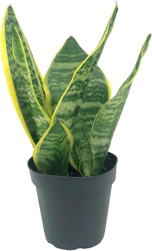 Live Snake Plant & Pothos Plant Bundle - Epipremnum aureus Golden Pothos and Snake Plant Sansevieria Superba Trifasciata - ragnaroc Tropical Plant 5-8” Tall - 2ct Live Arrival Guaranteed