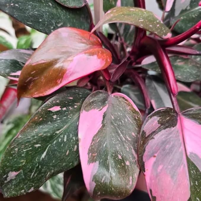 Philodendron Plant Live, Rare Variegated Philodendron Houseplant for Planting, Home Office Decor 4 to 8 Inches (Pink Variegated)