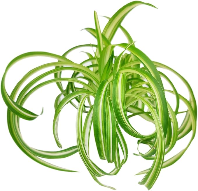 Spider Plant (4'' Grower Pot) - Air Purifying and Live Healthy Houseplant - Easy to Grow, Easy to Care Indoor Houseplant - Fully Rooted in 2/4/4.5/5/6 inch Sizes