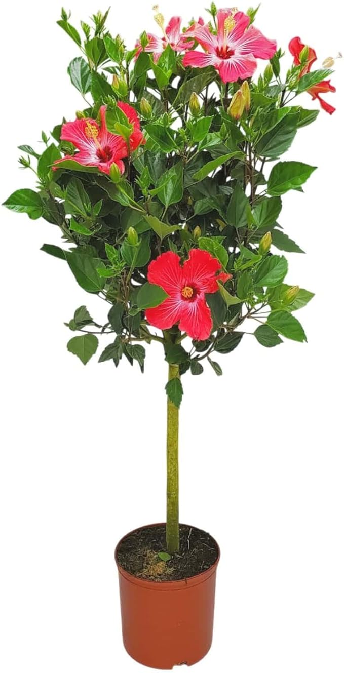 Hibiscus Tree Live - Pink Flowers - Overall Height 38" to 44", 3 Gallon Pot - Tropical Plants of Florida