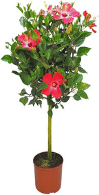 Hibiscus Tree Live - Pink Flowers - Overall Height 38" to 44", 3 Gallon Pot - Tropical Plants of Florida