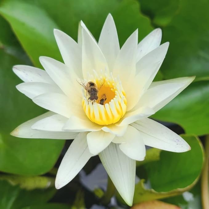 4 Pack Water Lily Tubers Live Aquatic Plant Freshwater Pond Garden Colorful by Greenpro