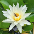 4 Pack Water Lily Tubers Live Aquatic Plant Freshwater Pond Garden Colorful by Greenpro