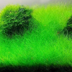 21 Stems of Aquarium Plants Live, Dwaft Hairgrass Grass Plants Live, Live Aquarium Plants, 4 to 6 Inc Tall Seedling for Planting Pond, Aquarium Grass Plants