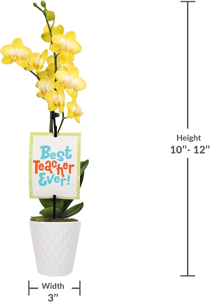 Green Circle Growers 3" Petite Yellow Orchid in Evi White Planter, Live Plant – Best Teacher Ever