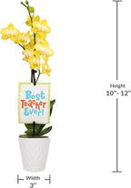 Green Circle Growers 3" Petite Yellow Orchid in Evi White Planter, Live Plant – Best Teacher Ever