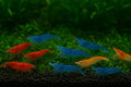15+ Red–Blue-Orange Live Freshwater Shrimp High Grade Live Shrimps - Freshwater Shrimp Aquarium Inverts, Hardy Nano Tank Healthy Shrimps Pets - with Live Arrival Guarantee