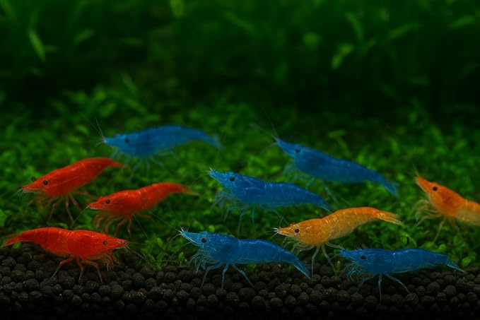 15+ Red–Blue-Orange Live Freshwater Shrimp High Grade Live Shrimps - Freshwater Shrimp Aquarium Inverts, Hardy Nano Tank Healthy Shrimps Pets - with Live Arrival Guarantee
