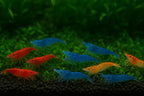 27+ Red–Blue-Orange Live Freshwater Shrimp High Grade Live Shrimps - Freshwater Shrimp Aquarium Inverts, Hardy Nano Tank Healthy Shrimps Pets - with Live Arrival Guarantee