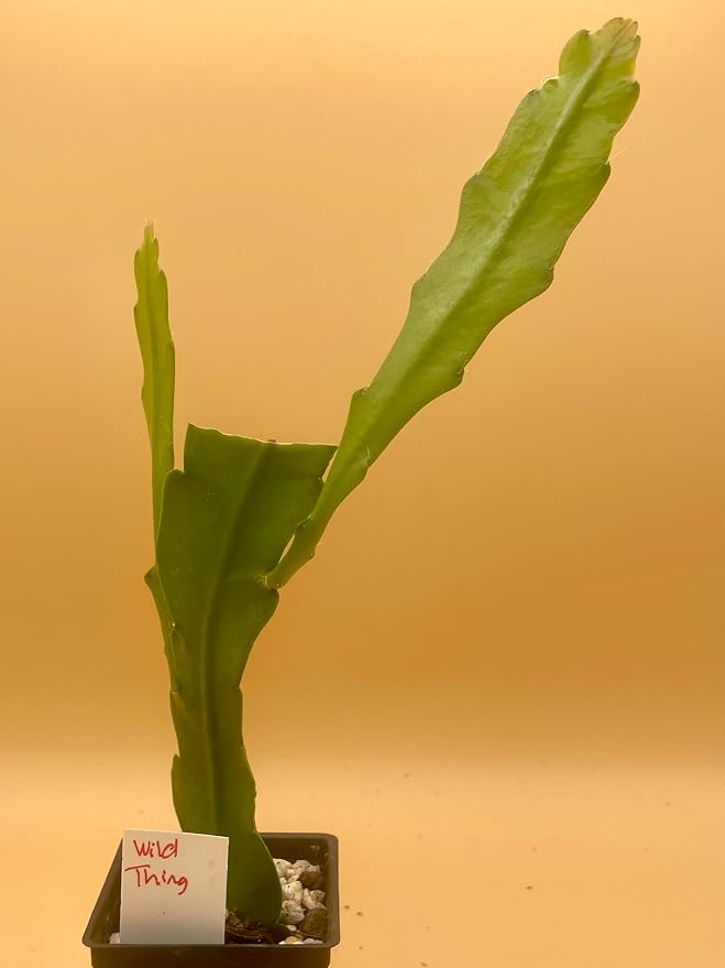 Epiphyllum 'Wild Thing' Fully-Rooted Starter Pot - Orchid Cactus Hybrid - Indoor Outdoor Plant - Central America Origin - No Shipping to California or Arizona