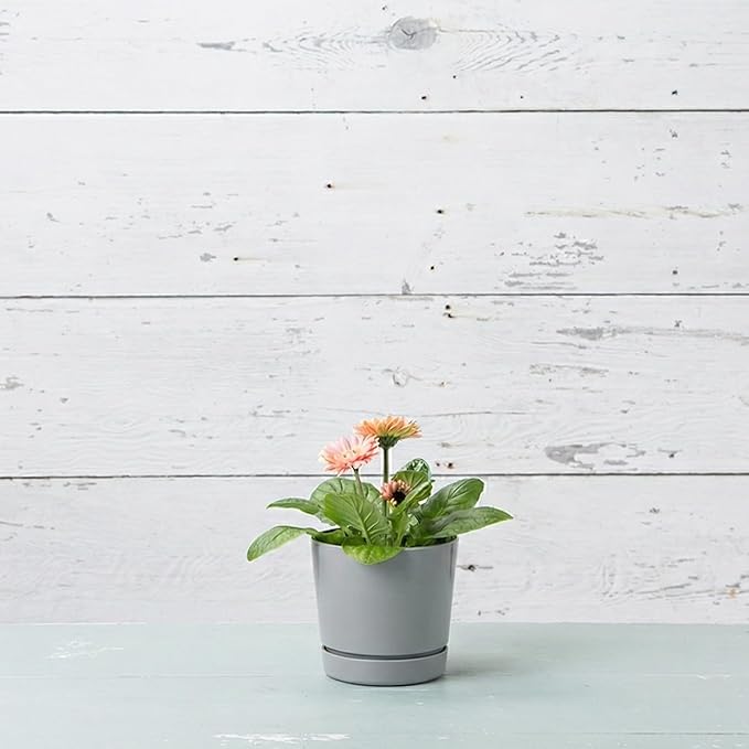 Root & Vessel Majestic Full Depth Round Cylinder Pot, Glossy Gray, 6-Inch (10060)