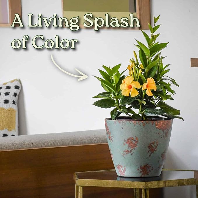 Live Dipladenia Bush with Yellow Flowers - Partial to Full Sunlight Plant - 12" to 16" Overall Height - 6" Growers Planter - Tropical Plants of Florida (Plant in Growers Planter)